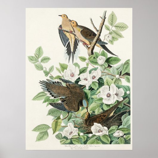 Audubons morgendliche Dove Carolina Taubenmalerei Poster (Vorne)