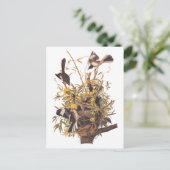 Audubons Morgenvögel gegen Rattlesnake Postkarte (Stehend Vorderseite)