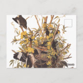 Audubons Morgenvögel gegen Rattlesnake Postkarte (Rückseite)