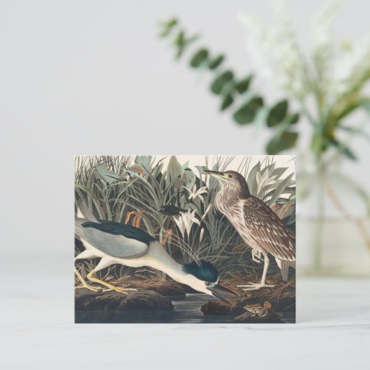 Audubons Nachtheron oder Qua-Bird Postkarte (Stehend Vorderseite)