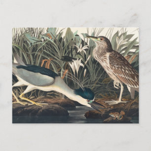 Audubons Nachtreiher oder Qua-Vogel Postkarte