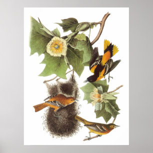 Audubons Nordoriole Poster
