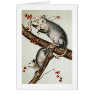 Audubons Oppossums