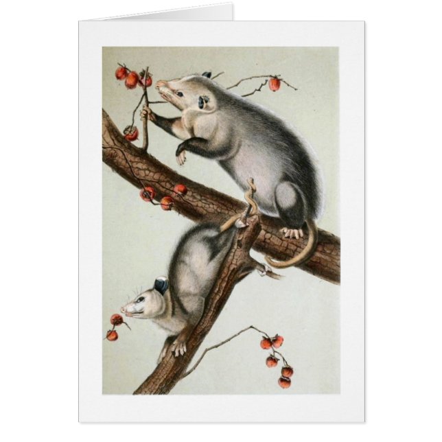 Audubons Oppossums (Vorne)