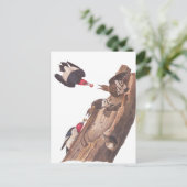 Audubons Red-Headed-Woodpecker-Familie in Log Postkarte (Stehend Vorderseite)