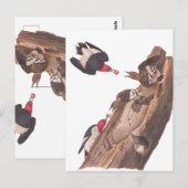 Audubons Red-Headed-Woodpecker-Familie in Log Postkarte (Vorne/Hinten)