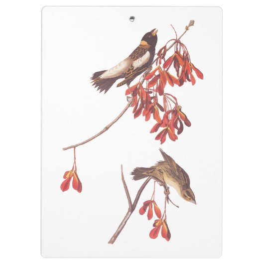 Audubon's Rice Bunting Birds oder Bobolink Birds Klemmbrett (Rückseite)