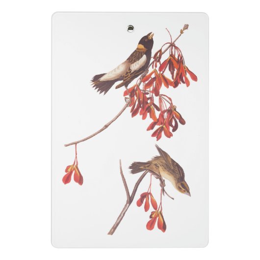 Audubon's Rice Bunting Birds oder Bobolink Birds Mini Klemmbrett (Rückseite)