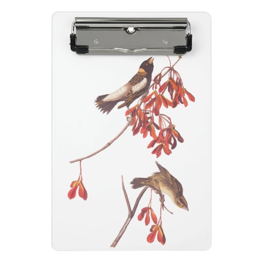 Audubon's Rice Bunting Birds oder Bobolink Birds Mini Klemmbrett (Vorderseite)