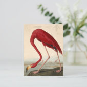 Audubons rote Flamingo-Postkarte Postkarte (Stehend Vorderseite)