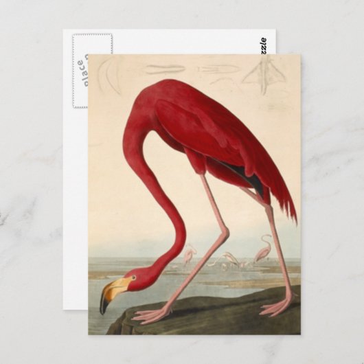 Audubons rote Flamingo-Postkarte Postkarte (Vorne/Hinten)