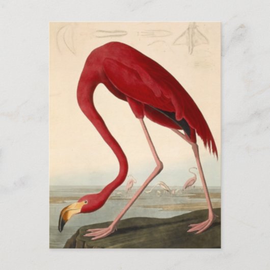 Audubons rote Flamingo-Postkarte Postkarte (Vorderseite)
