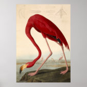 Audubons rotes Flamingo-Poster Poster (Vorne)