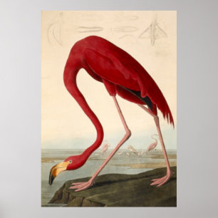 Audubons rotes Flamingo-Poster Poster