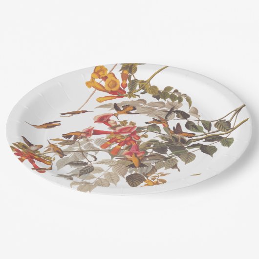 Audubon's Ruby Throated Hummingbirds and Blume Pappteller (Schrägansicht)