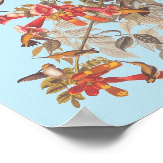 Audubon's Ruby Throated Hummingbirds and Blume Poster (Ecke)