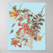 Audubon's Ruby Throated Hummingbirds and Blume Poster (Vorne)