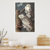Audubon's Snowy Owl Poster (Küche)