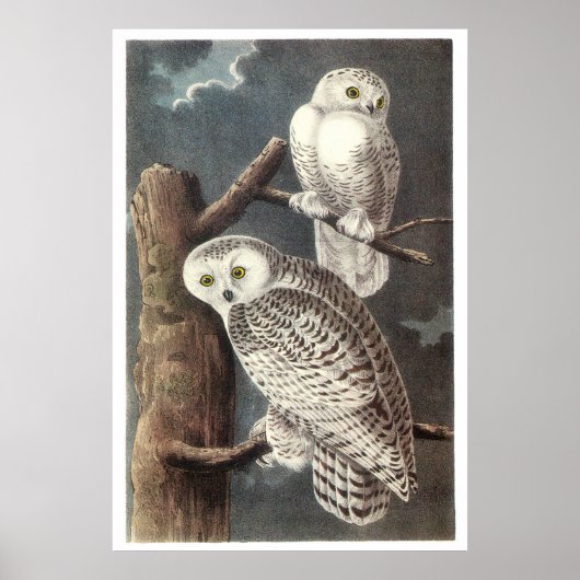 Audubon's Snowy Owl Poster (Vorne)