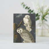 Audubon's Snowy Owls Postkarte (Stehend Vorderseite)