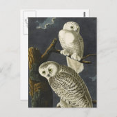 Audubon's Snowy Owls Postkarte (Vorne/Hinten)