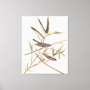 Audubons Solitary Vireo Flycatcher Birds on Cane Leinwanddruck