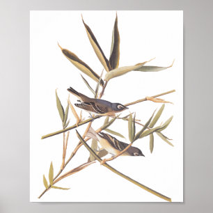 Audubons Solitary Vireo Flycatcher Birds on Cane Poster
