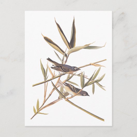 Audubons Solitary Vireo Flycatcher Birds on Cane Postkarte (Vorderseite)