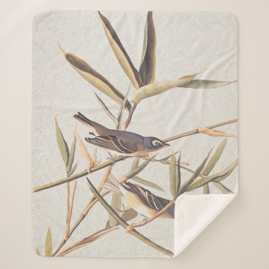 Audubons Solitary Vireo Flycatcher Birds on Cane Sherpadecke (Vorderseite)