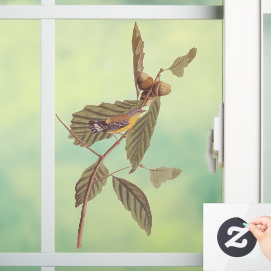 Audubon's Swainson's Warbler an der Oak Branch Fensteraufkleber (Zuhause)