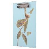 Audubon's Swainson's Warbler an der Oak Branch Klemmbrett (Links)