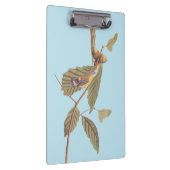 Audubon's Swainson's Warbler an der Oak Branch Klemmbrett (Rechts)