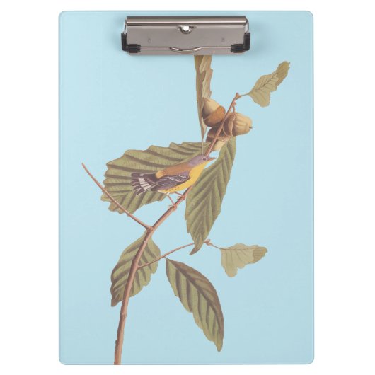 Audubon's Swainson's Warbler an der Oak Branch Klemmbrett (Vorderseite)