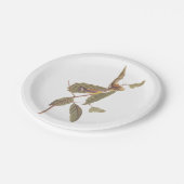 Audubon's Swainson's Warbler an der Oak Branch Pappteller (Schrägansicht)