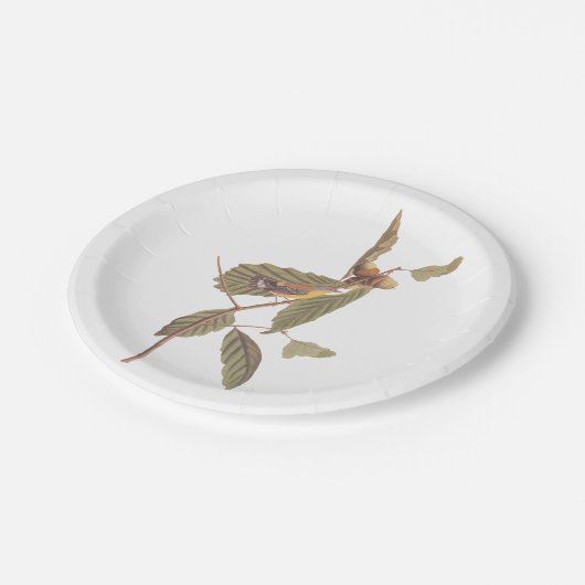 Audubon's Swainson's Warbler an der Oak Branch Pappteller (Schrägansicht)