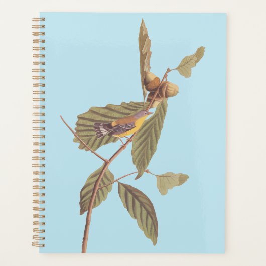 Audubon's Swainson's Warbler an der Oak Branch Planer (Vorderseite)