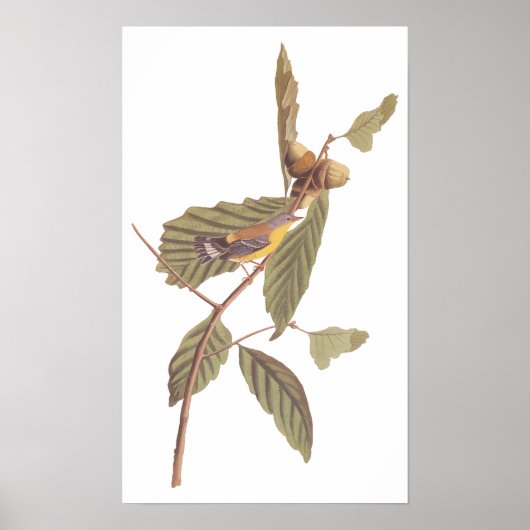 Audubon's Swainson's Warbler an der Oak Branch Poster (Vorne)