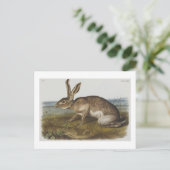 Audubons texanischer Hase Postkarte (Stehend Vorderseite)