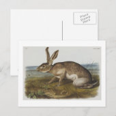 Audubons texanischer Hase Postkarte (Vorne/Hinten)
