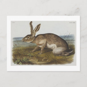 Audubons texanischer Hase Postkarte