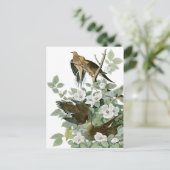 Audubons trauernde Taube Postkarte (Stehend Vorderseite)