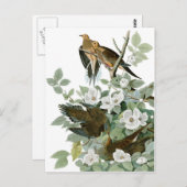 Audubons trauernde Taube Postkarte (Vorne/Hinten)