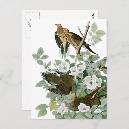 Audubons trauernde Taube Postkarte (Vorne/Hinten)