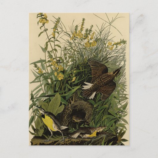 Audubons Vögel in Amerika Postkarte (Vorderseite)