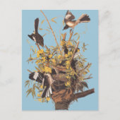 Audubons Vogel Postkarte (Vorderseite)