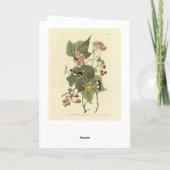 Audubons Vögel von Amerika Karte (Rückseite)