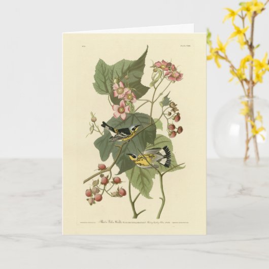 Audubons Vögel von Amerika Karte (Gelbe Blume)
