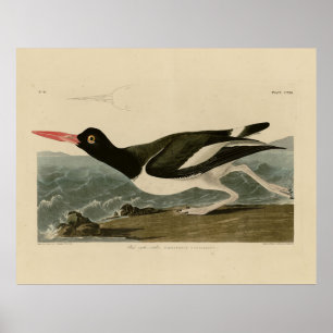 Audubons Vögel von Amerika Poster