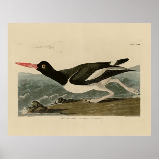 Audubons Vögel von Amerika Poster (Vorne)