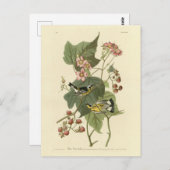 Audubons Vögel von Amerika Postkarte (Vorne/Hinten)